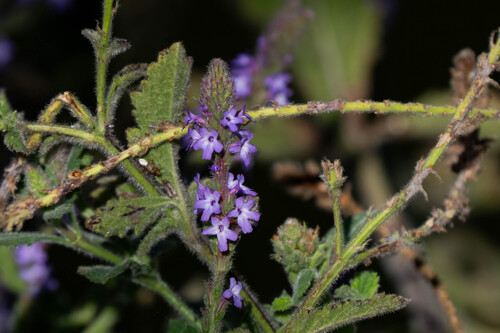 iNaturalist observation photo of western vervain