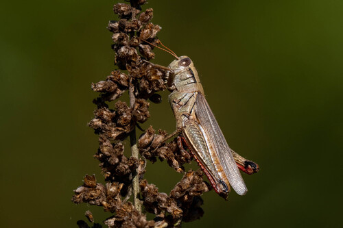 iNaturalist observation photo of Yarrow's Grasshopper