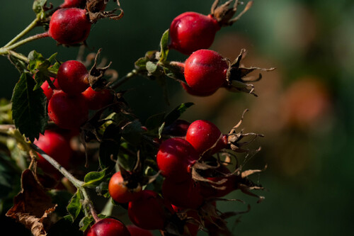 iNaturalist observation photo of California Wild Rose