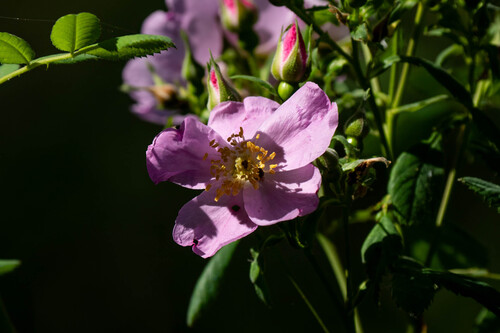 iNaturalist observation photo of California Wild Rose