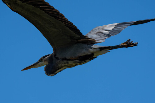 iNaturalist observation photo of Great Blue Heron