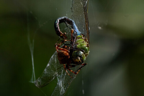 iNaturalist observation photo of Common Green Darner