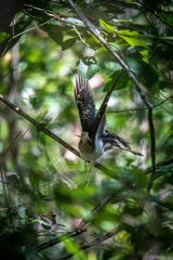 Dromococcyx phasianellus