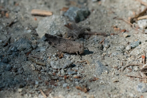 iNaturalist observation photo of trailside grasshopper