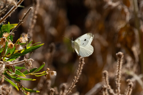 iNaturalist observation photo of Small White
