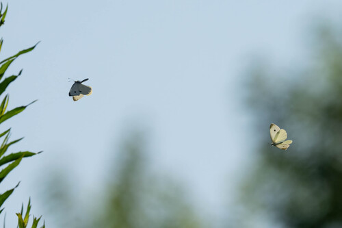 iNaturalist observation photo of Small White