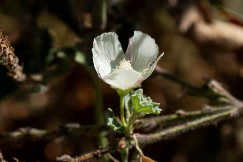 iNaturalist observation photo of alkali mallow