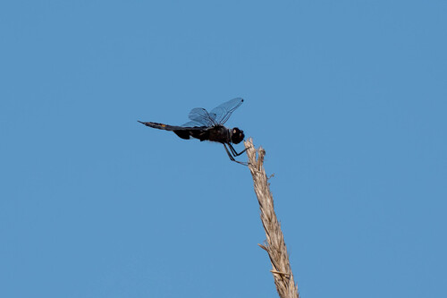 iNaturalist observation photo of Black Saddlebags
