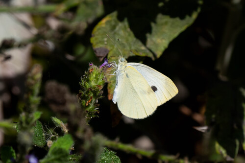 iNaturalist observation photo of Small White