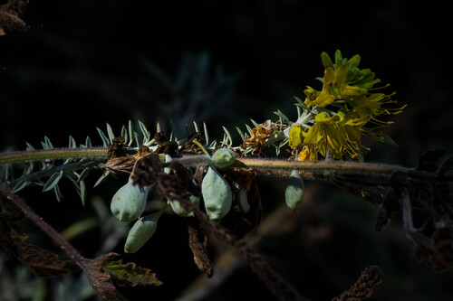 iNaturalist observation photo of Bladderpod