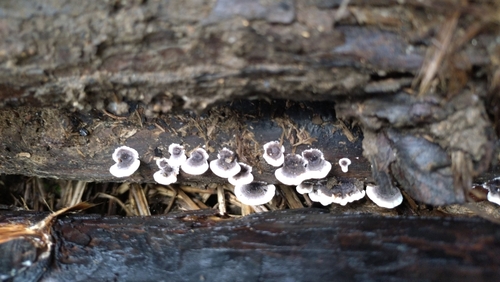 Trametes versicolor