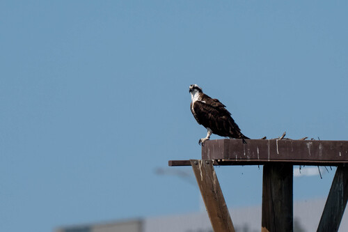 iNaturalist observation photo of Osprey