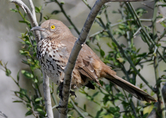 Toxostoma cinereum