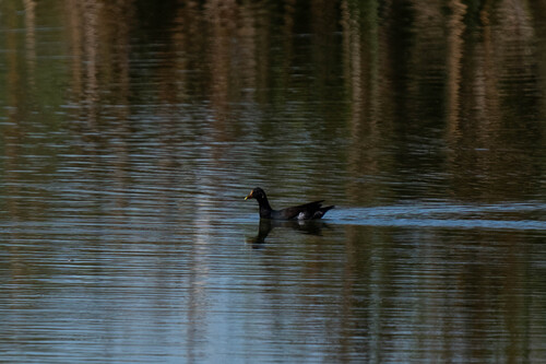 iNaturalist observation photo of Common Gallinule