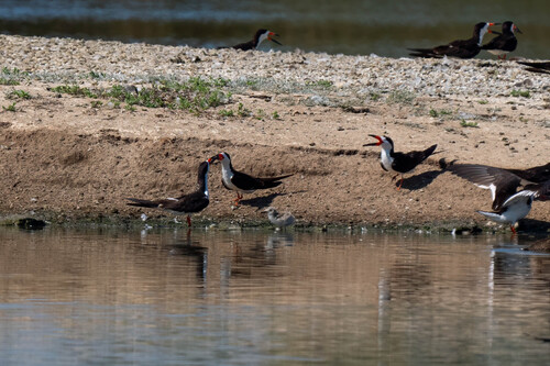 iNaturalist observation photo of Black Skimmer