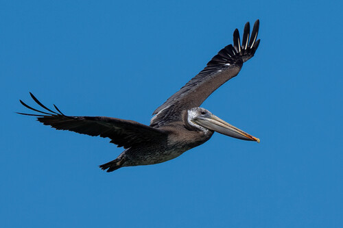 iNaturalist observation photo of California Brown Pelican