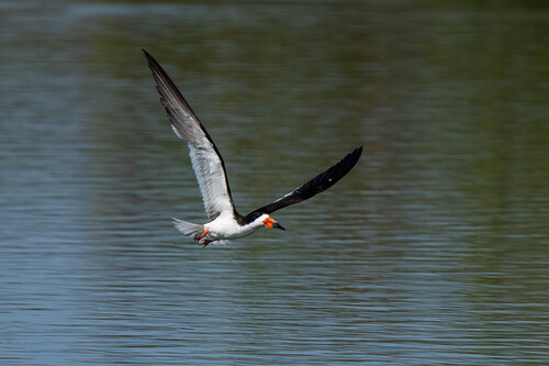 iNaturalist observation photo of Black Skimmer