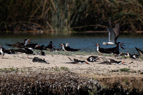 iNaturalist observation photo of Black Skimmer