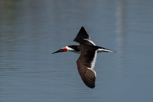 iNaturalist observation photo of Black Skimmer