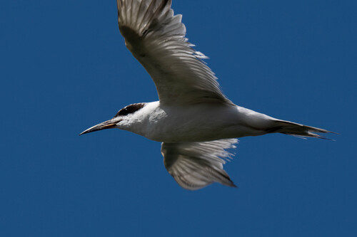 iNaturalist observation photo of Forster's Tern