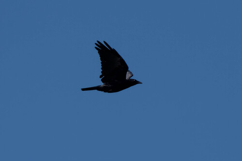 iNaturalist observation photo of American Crow