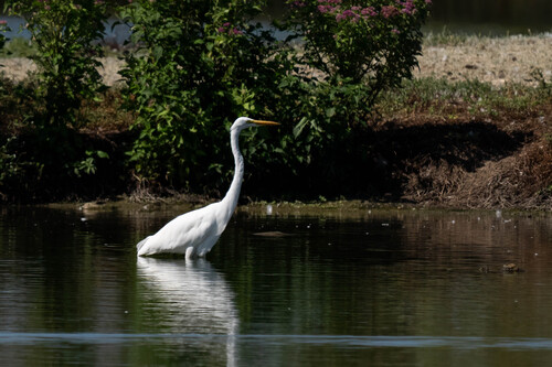 iNaturalist observation photo of Great Egret