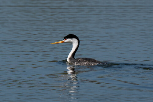 iNaturalist observation photo of Clark's Grebe