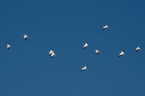 iNaturalist observation photo of American White Pelican