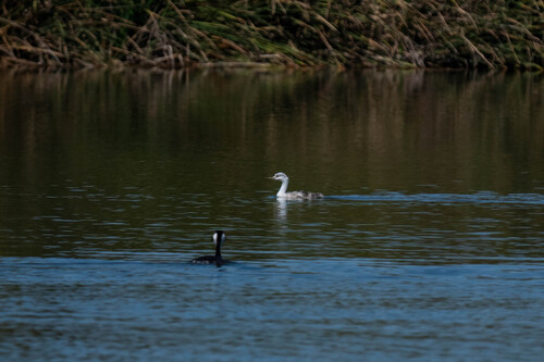 iNaturalist observation photo of Clark's Grebe