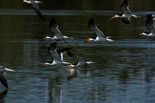 iNaturalist observation photo of Black Skimmer