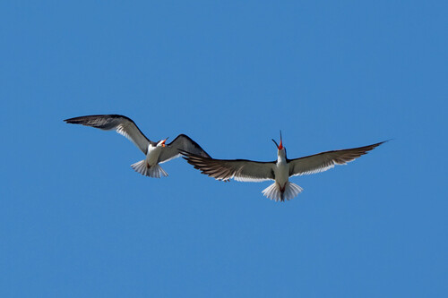 iNaturalist observation photo of Black Skimmer