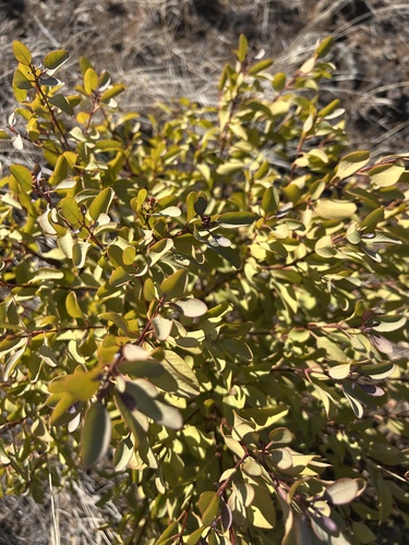 Santalum ellipticum observed 2025-09-03