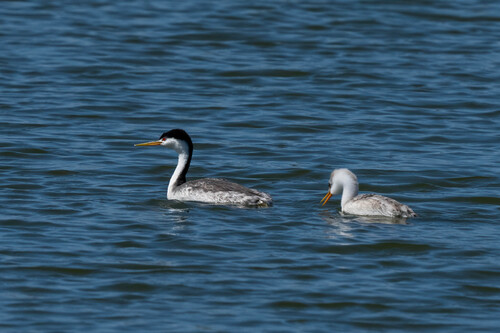 iNaturalist observation photo of Clark's Grebe