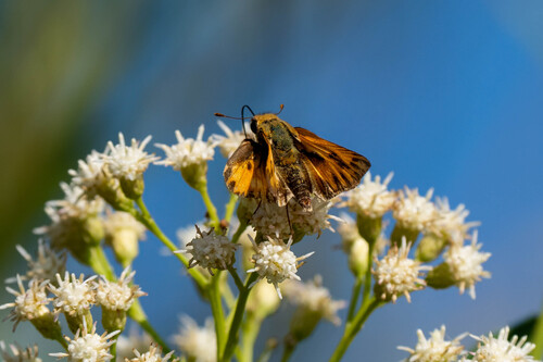 iNaturalist observation photo of Fiery Skipper