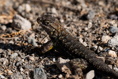 iNaturalist observation photo of Western Fence Lizard
