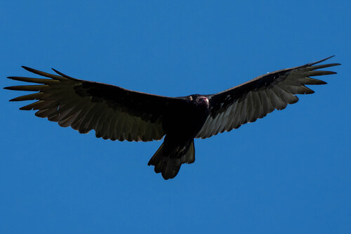 iNaturalist observation photo of Turkey Vulture