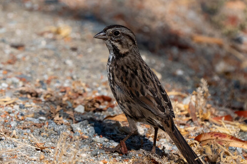 iNaturalist observation photo of Song Sparrow
