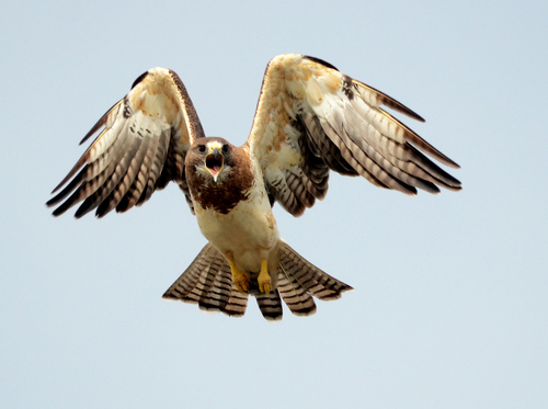 Swainson's Hawk, photo 4 of 10