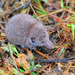 Greater White-toothed Shrew - Photo (c) Carles Pastor, some rights reserved (CC BY-SA), uploaded by Carles Pastor