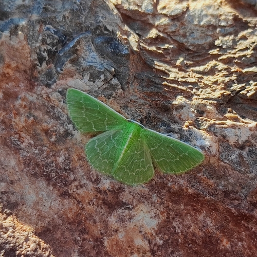 Southern Emerald