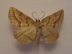 Ischalis variabilis