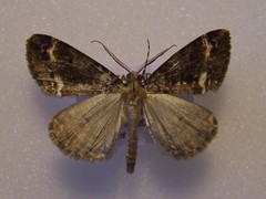 Pseudocoremia leucelaea