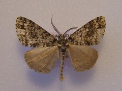 Pseudocoremia monacha