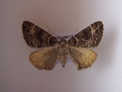 Pseudocoremia productata