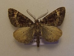 Pseudocoremia productata