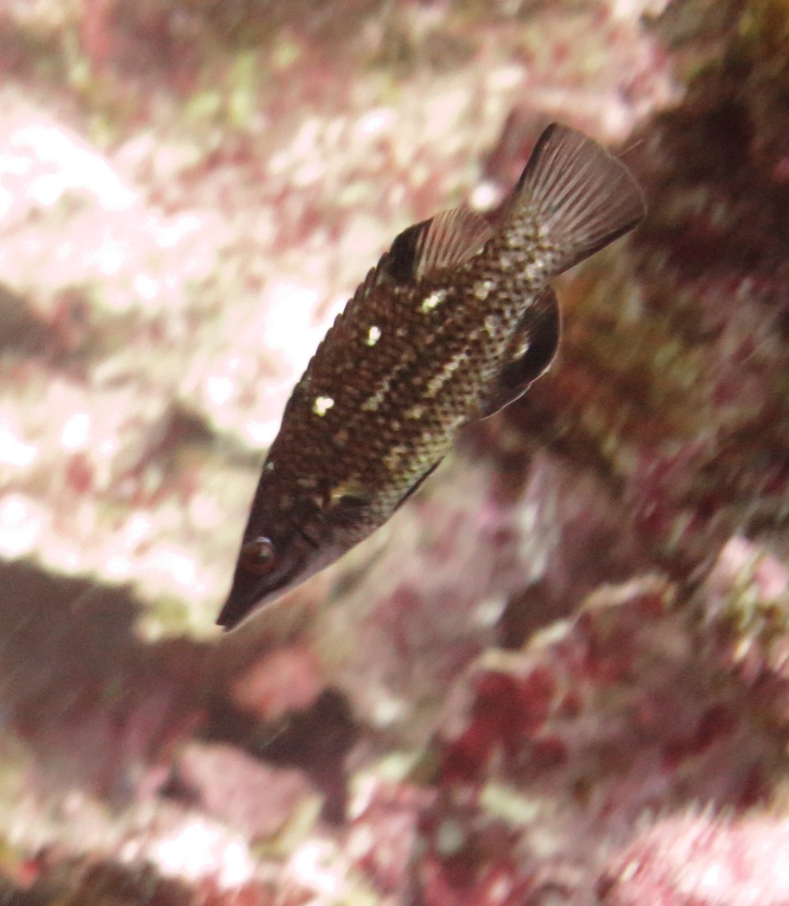 Longnose Hogfish