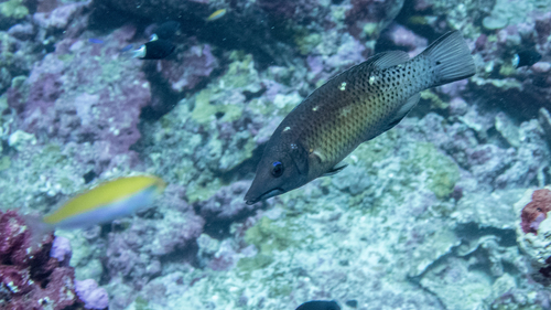 Bodianus prognathus observed 2017-04-05