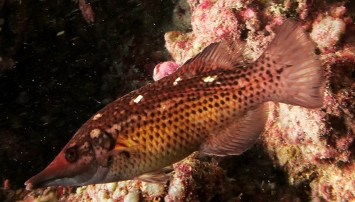 Langkaak-varkenslipvis (Bodianus prognathus) — Labridae