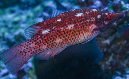 Bodianus prognathus observed 2017-04-05