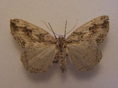 Pseudocoremia rudisata